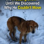 He Waited in the Freezing Snow… Until We Discovered Why He Couldn’t Move