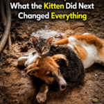 The Power of Unlikely Friendships: How a Kitten Saved a Despairing Soul