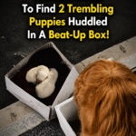 My dog refused to let me go — I looked down to find 2 trembling puppies huddled in a beat-up box!