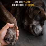 My Dog Yelped Then Started Limping: What It Means and When to Worry