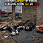 Starved, Abandoned, and Made Aggressive by Humans—His Powerful Fight to Heal and Love!