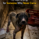 Chained and Neglected, He Kept Crying for Someone Who Never Came