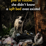 Protecting her pile of rubble… she didn’t know a soft bed even existed
