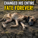 Starved, Injured, and Forgotten… Until One Rescue Changed His Entire Fate Forever!