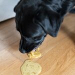 My Dog Eats Too Fast Then Vomits: Causes, Risks, and How to Slow Them Down