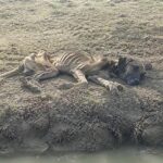 Starved, Injured, and Forgotten… Until One Rescue Changed His Entire Fate Forever!
