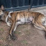 He Couldn’t Move… But When He Lifted His Head, We Saw Hope in His Eyes!