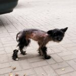 The Dog Nobody Wanted Began Standing Again One Trembling Step at a Time
