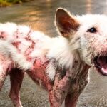 Sick Puppy Spent Months Suffering — Now He Won’t Stop Wagging