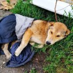 He Lost Feeling in His Legs After the Accident, But Never Lost the Desire to Survive