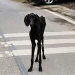 A Couple Took in a Stray Dog No One Could Identify… Then Learned the Truth