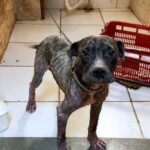 Chained and Neglected, He Kept Crying for Someone Who Never Came