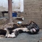 Starved, Abandoned, and Made Aggressive by Humans—His Powerful Fight to Heal and Love!