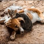 The Power of Unlikely Friendships: How a Kitten Saved a Despairing Soul