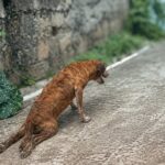 In Fear, He Dragged Himself Up This Hill… What We Found Was Heartbreaking