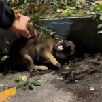 Roar: The Tiny Yelp and Destiny Under the Bushes