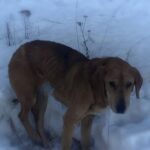 He Waited in the Freezing Snow… Until We Discovered Why He Couldn’t Move