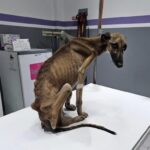 Grisin: The Journey of an “Overlooked” Dog and the Dream of a Forever Home