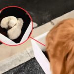 My dog refused to let me go — I looked down to find 2 trembling puppies huddled in a beat-up box!