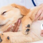 Dog Waking Up at Night Breathing Fast: Causes, Warning Signs, and When to Worry