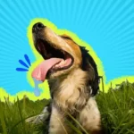 Dog Panting for No Reason: Causes, Warning Signs, and When to Worry