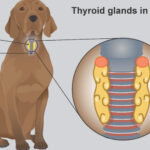 My Dog Is Always Cold — Could It Be a Thyroid Issue?